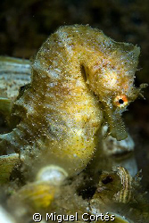 Seahorse by Miguel Cortés 
